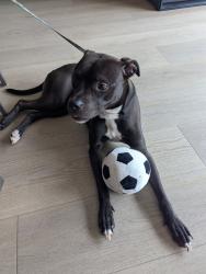 Found/Stray Male Dog last seen Butler and 56th St., Pittsburgh, PA 15201