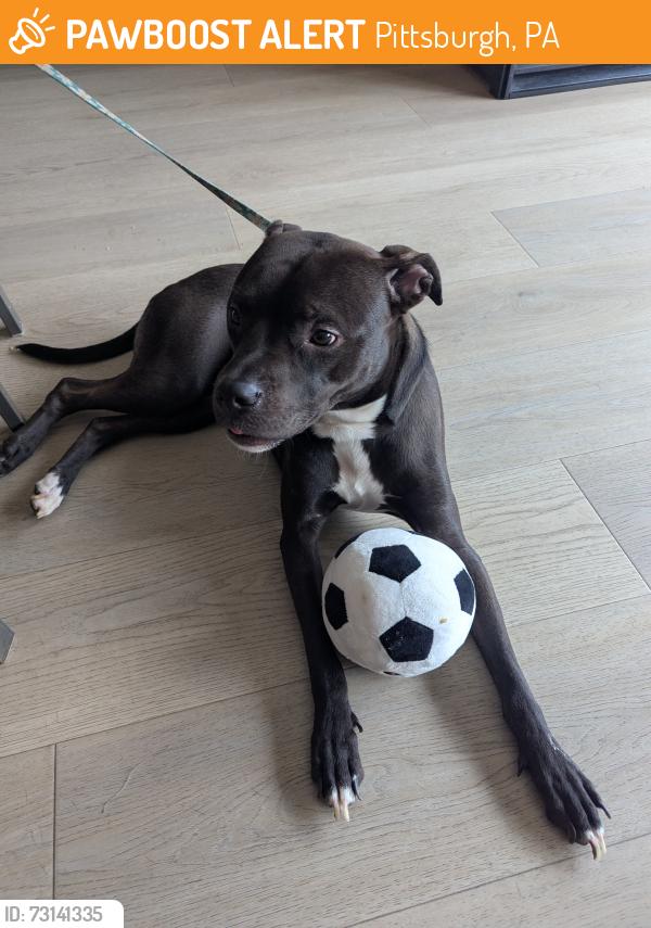 Found/Stray Male Dog last seen Butler and 56th St., Pittsburgh, PA 15201