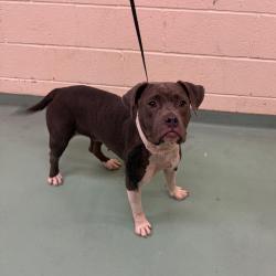 Shelter Stray Female Dog last seen , 2350 Appling City Cove, Memphis, TN 38133, USA