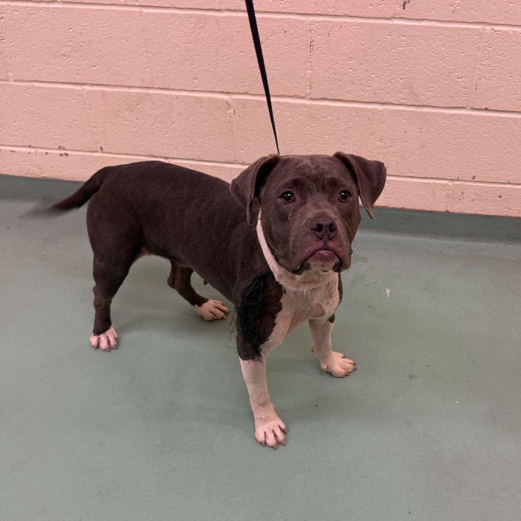 Shelter Stray Female Dog last seen , 2350 Appling City Cove, Memphis, TN 38133, USA