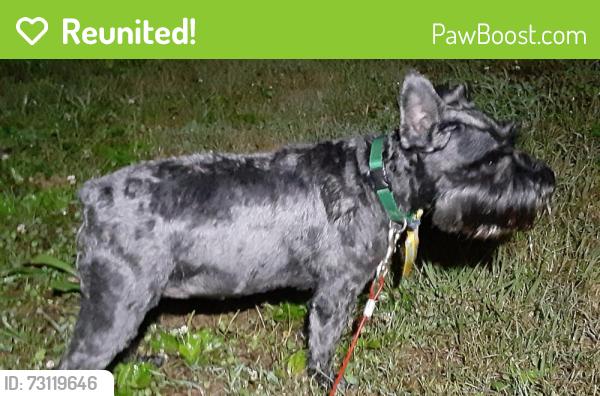 Reunited Male Dog last seen Lincoln ave, Pottstown, PA 19464