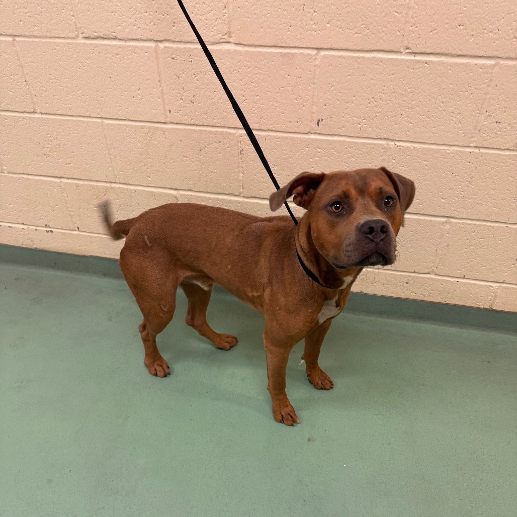 Shelter Stray Male Dog last seen , 2350 Appling City Cove, Memphis, TN 38133, USA