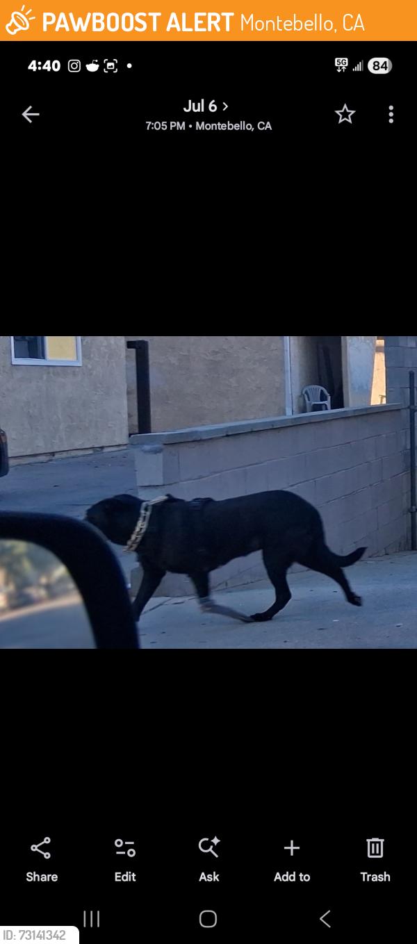 Found/Stray Unknown Dog last seen WASHINGTON BLVD, Montebello, CA 90640