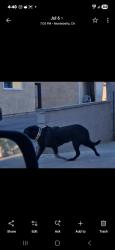 Found/Stray Unknown Dog last seen WASHINGTON BLVD, Montebello, CA 90640