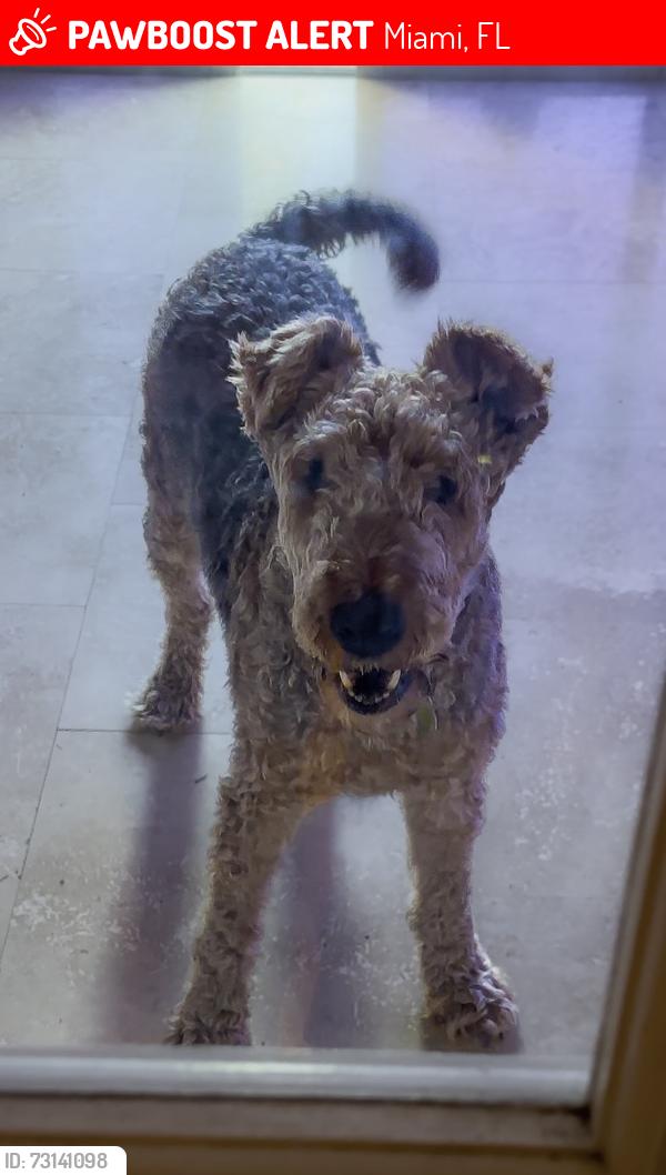 Lost Male Dog last seen Miami 33144, Miami, FL 33144