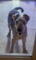 Lost Male Dog last seen Miami 33144, Miami, FL 33144