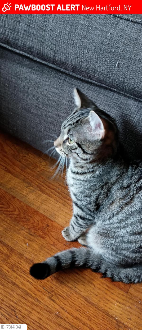 Lost Male Cat last seen Roberts Road and Mohawk Street, New Hartford, NY 13456
