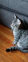 Lost Male Cat last seen Roberts Road and Mohawk Street, New Hartford, NY 13456