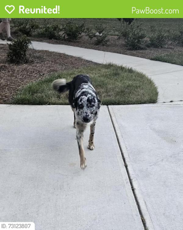 Reunited Male Dog last seen Geiger Rd, Georgia, USA, Jackson County, GA 30549