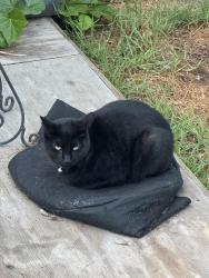 Lost Female Cat last seen Grier St & Westmont Ave, Westmont park area, Pomona, CA 91799