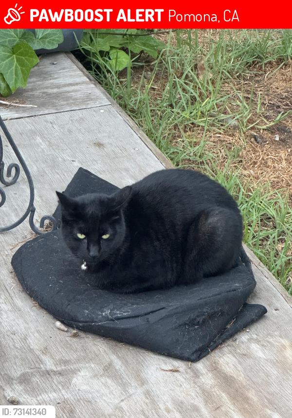 Lost Female Cat last seen Grier St & Westmont Ave, Westmont park area, Pomona, CA 91799