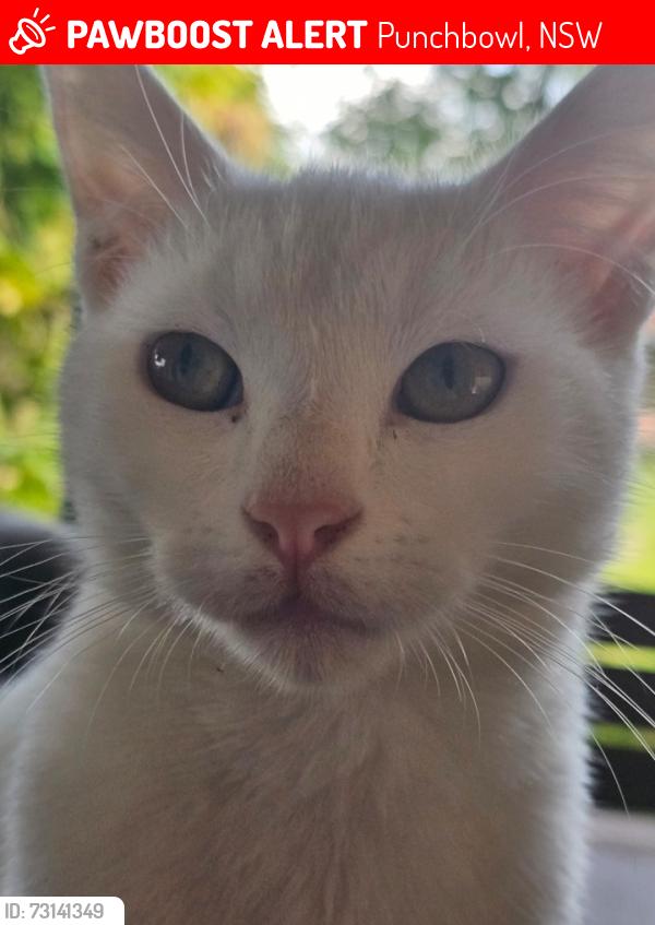 Lost Male Cat last seen The boulevarde, Punchbowl, NSW 2196