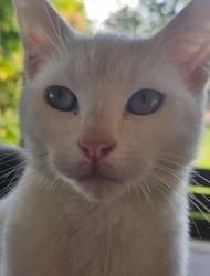 Lost Male Cat last seen The boulevarde, Punchbowl, NSW 2196