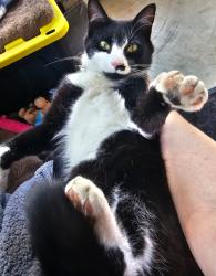 Reunited Male Cat last seen Nepessing and Church St, Lapeer, MI 48446