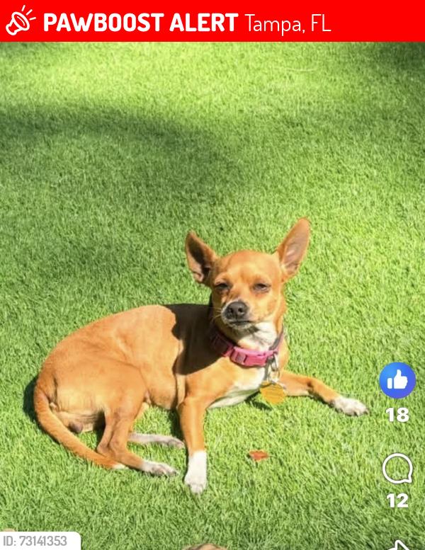 Lost Female Dog last seen Progress village and 78 th Tampa 33619, Tampa, FL 33619