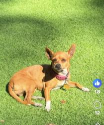 Lost Female Dog last seen Progress village and 78 th Tampa 33619, Tampa, FL 33619