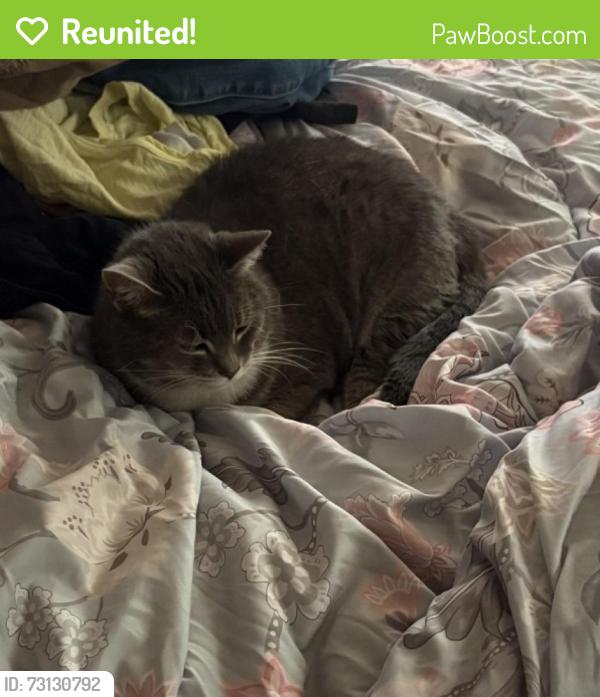 Reunited Female Cat last seen Den Hertog and Robin, Behind Wyoming High School, Wyoming, MI 49509