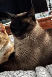 Lost Female Cat last seen Mt Carmel Tobasco and Harrison Woods near Bullseye Ink, Cincinnati, OH 45244