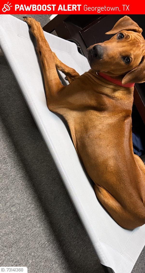 Lost Male Dog last seen Near shell road, Georgetown, TX 78628