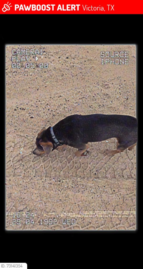 Lost Male Dog last seen Wickerwood dr, near century lanes bowling alley and near area, Victoria, TX 77901