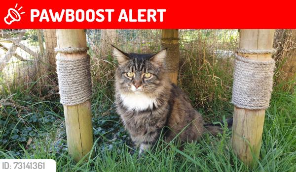 Lost Male Cat last seen Utah Way, Goring-by-Sea, Worthing BN12 4FT, Goring-by-Sea, England BN12 4FT