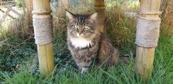Lost Male Cat last seen Utah Way, Goring-by-Sea, Worthing BN12 4FT, Goring-by-Sea, England BN12 4FT