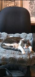 Lost Female Cat last seen Pines 2 at Woodmont, Tamarac, FL 33321