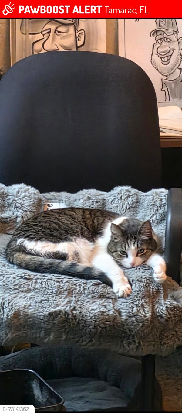 Lost Female Cat last seen Pines 2 at Woodmont, Tamarac, FL 33321