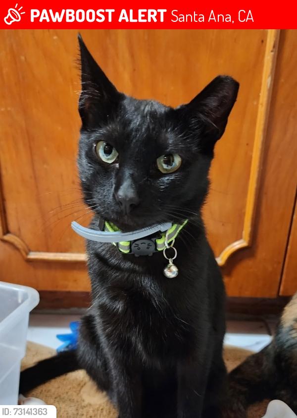 Lost Female Cat last seen West 3rd street Santa Ana on Euclid & Bolsa, Santa Ana, CA 92703