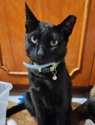 Lost Female Cat last seen West 3rd street Santa Ana on Euclid & Bolsa, Santa Ana, CA 92703