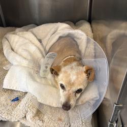 Reunited Male Dog last seen Sunset Lane and Military Trail, West Palm Beach, FL 33415