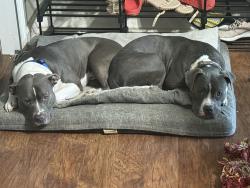 Reunited Male Dog last seen Seaford & Bostick Ct, Fayetteville, NC 28314