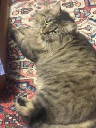 Reunited Female Cat last seen Around Charles St, Carlton, Carlton, VIC 3053