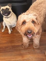 Lost Male Dog last seen Butler cedar, Fresno, CA 93725