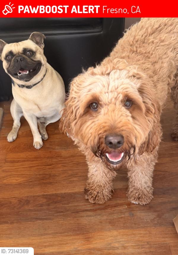 Lost Male Dog last seen Butler cedar, Fresno, CA 93725