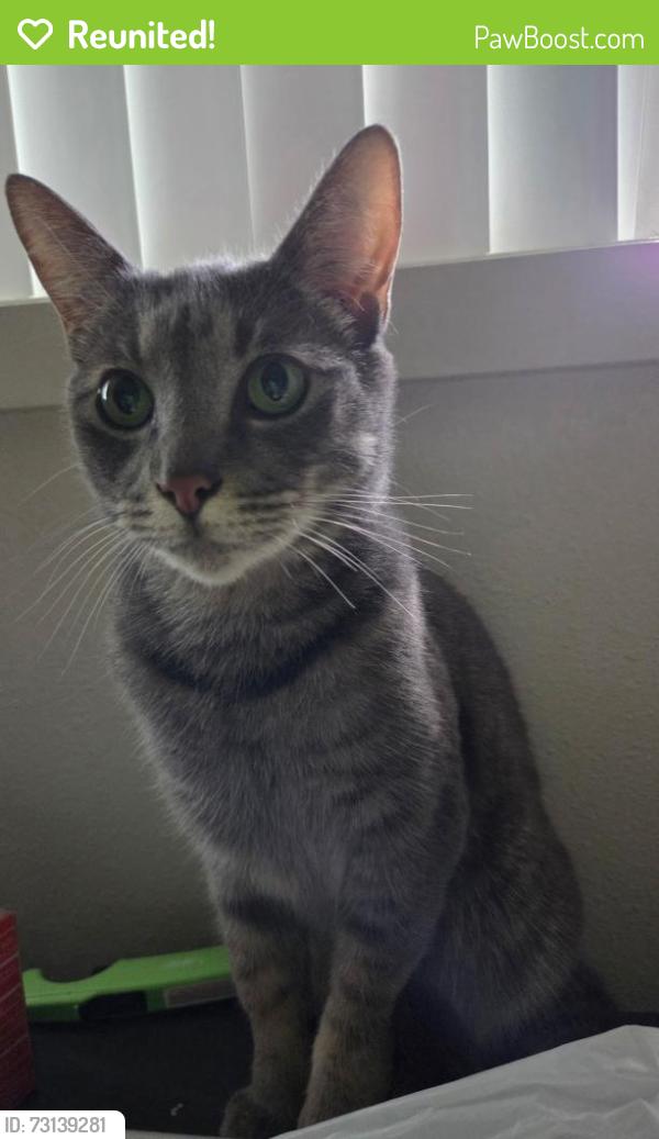Reunited Male Cat last seen 104th ave, Portland, OR 97220