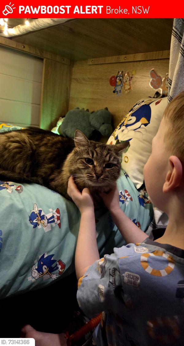Lost Male Cat last seen Wollombi road, Broke, NSW 2330