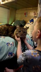 Lost Male Cat last seen Wollombi road, Broke, NSW 2330