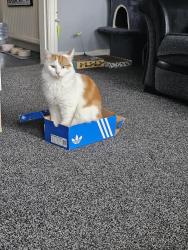 Reunited Male Cat last seen Hartley brook shops, South Yorkshire, England 
