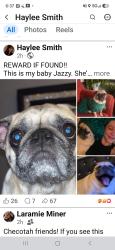 Lost Female Dog last seen 6th and knisely checotah, ok, Checotah, OK 74426