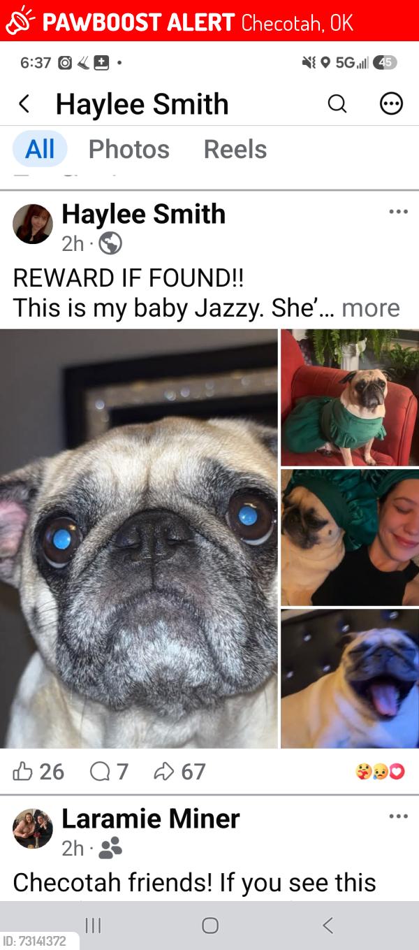 Lost Female Dog last seen 6th and knisely checotah, ok, Checotah, OK 74426