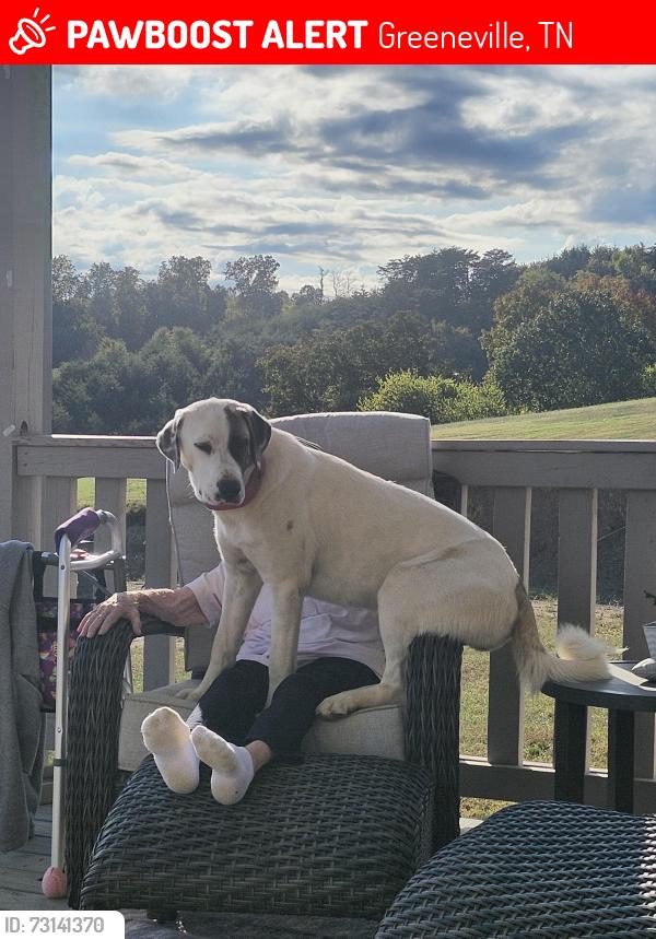 Lost Female Dog last seen Poplar Springs by her hse, Greeneville, TN 37743