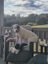 Lost Female Dog last seen Poplar Springs by her hse, Greeneville, TN 37743
