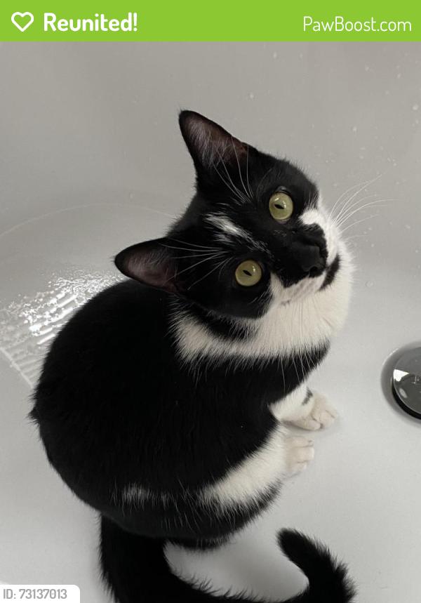 Reunited Male Cat last seen Near Culpeper Street, Warrenton, VA 20186