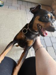 Found/Stray Male Dog last seen Queen Creek Road and Ironwood, San Tan Valley, AZ 85140
