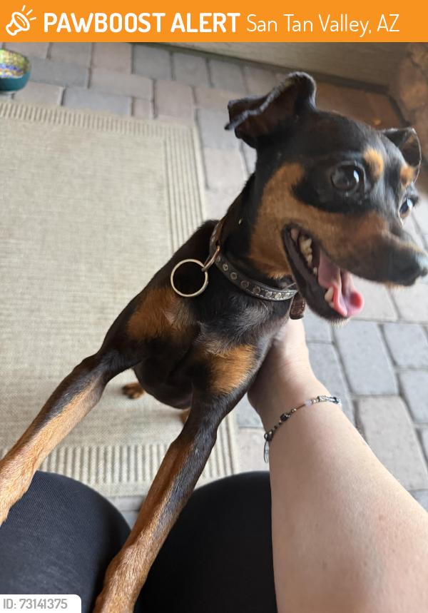 Found/Stray Male Dog last seen Queen Creek Road and Ironwood, San Tan Valley, AZ 85140
