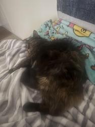 Lost Female Cat last seen Hop-in gas station, 2860 Upper Big Springs Rd LaGrange, GA 30241 United States, LaGrange, GA 30241