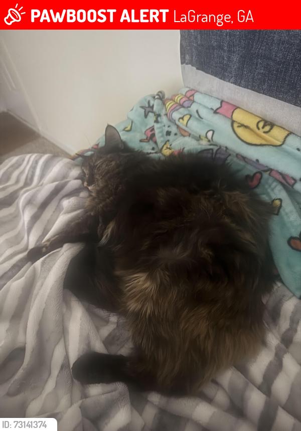 Lost Female Cat last seen Hop-in gas station, 2860 Upper Big Springs Rd LaGrange, GA 30241 United States, LaGrange, GA 30241