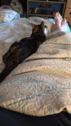 Reunited Female Cat last seen Thornton Donovan School, New Rochelle, NY 10804