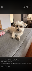 Lost Female Dog last seen 34th washington, Amarillo, TX 79110